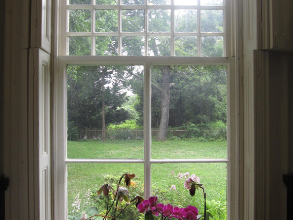 Orchid window 600