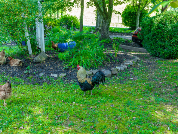 CIRCA 1440 x 900 The Folkestone Inn Free Range Chickens and Rooster