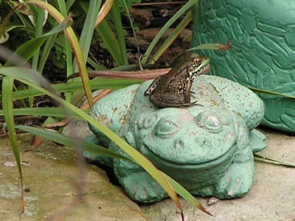 frog sitg