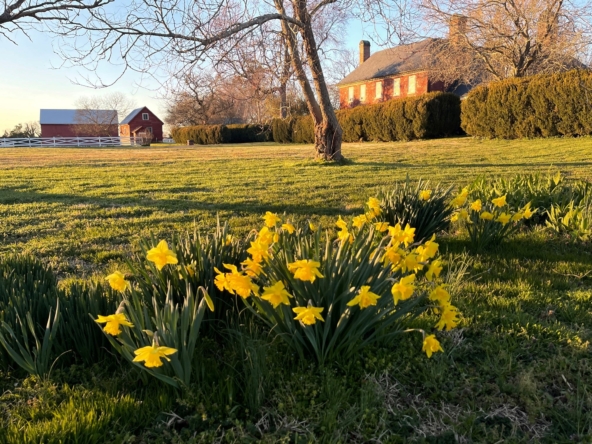 Spring Daffodils and Main House 2023