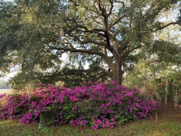 Azaleas w Live Oak