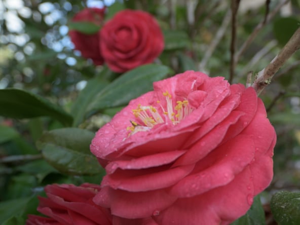 Camelias close up