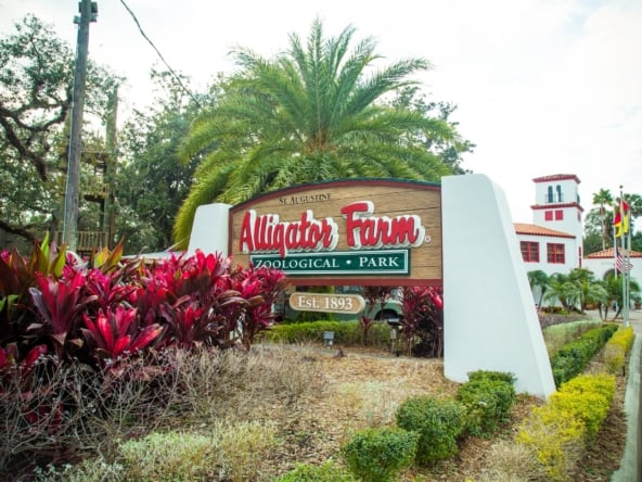 Alligator Farm
