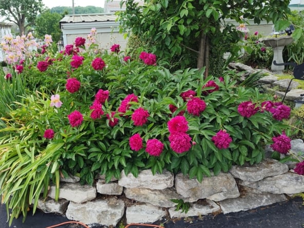 Peonies