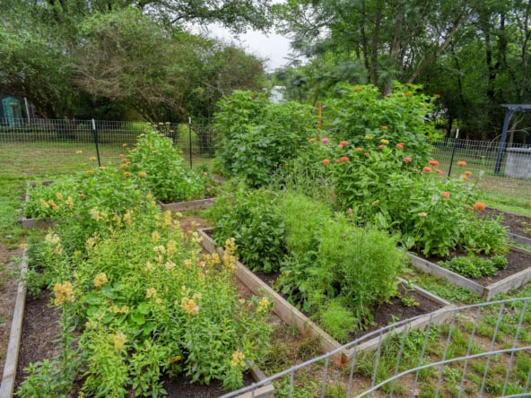 garden 1