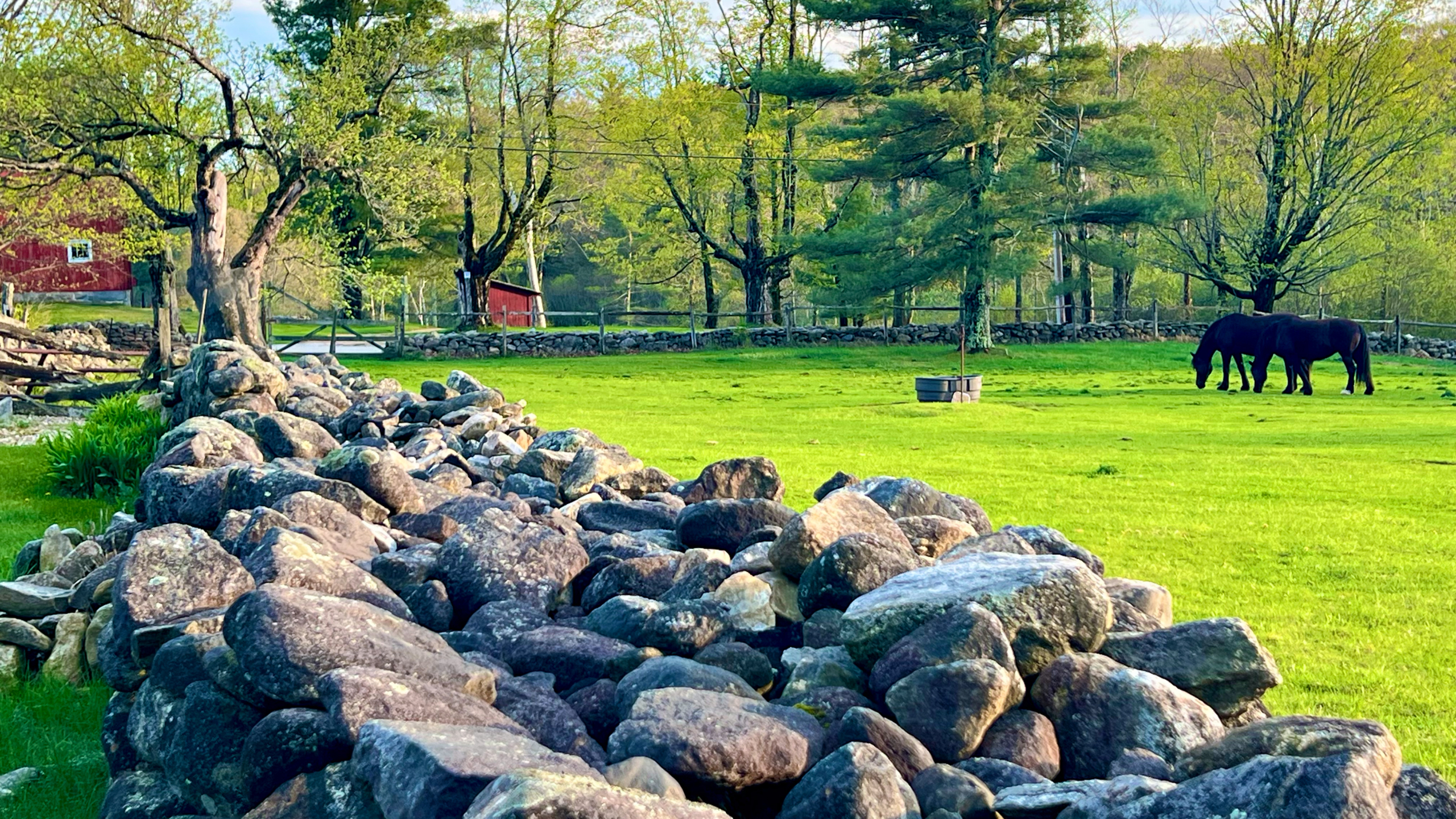 31horses grazing past the stone wall_WPSIRLCF