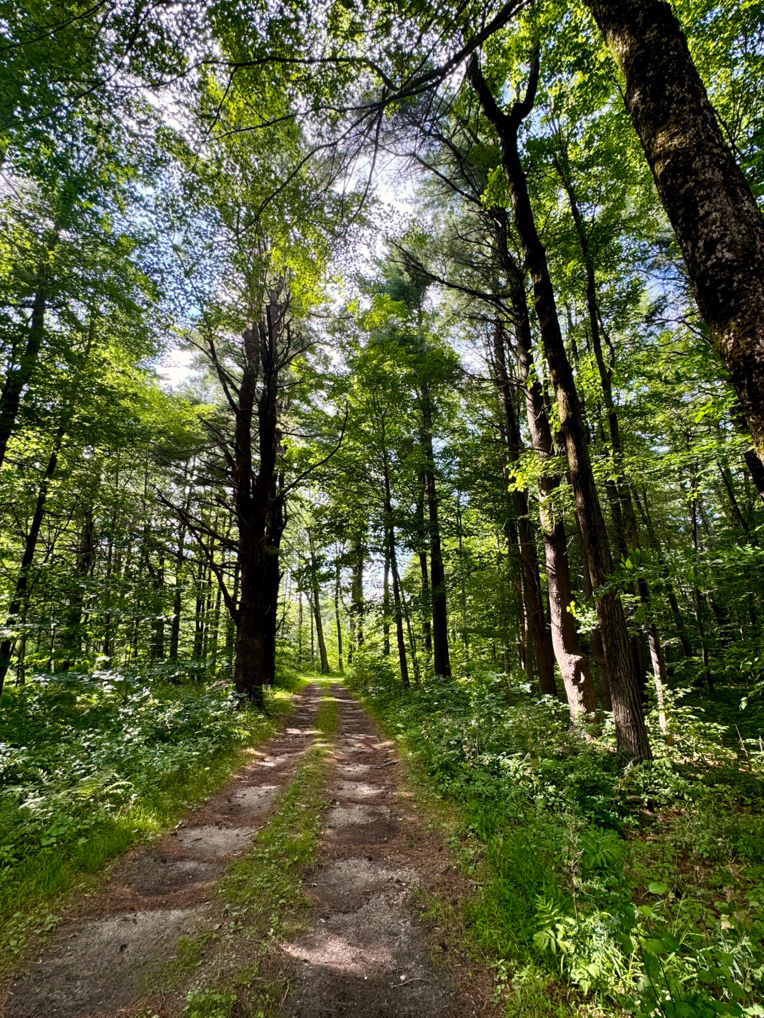 37a forest trail_WPSIRLCF
