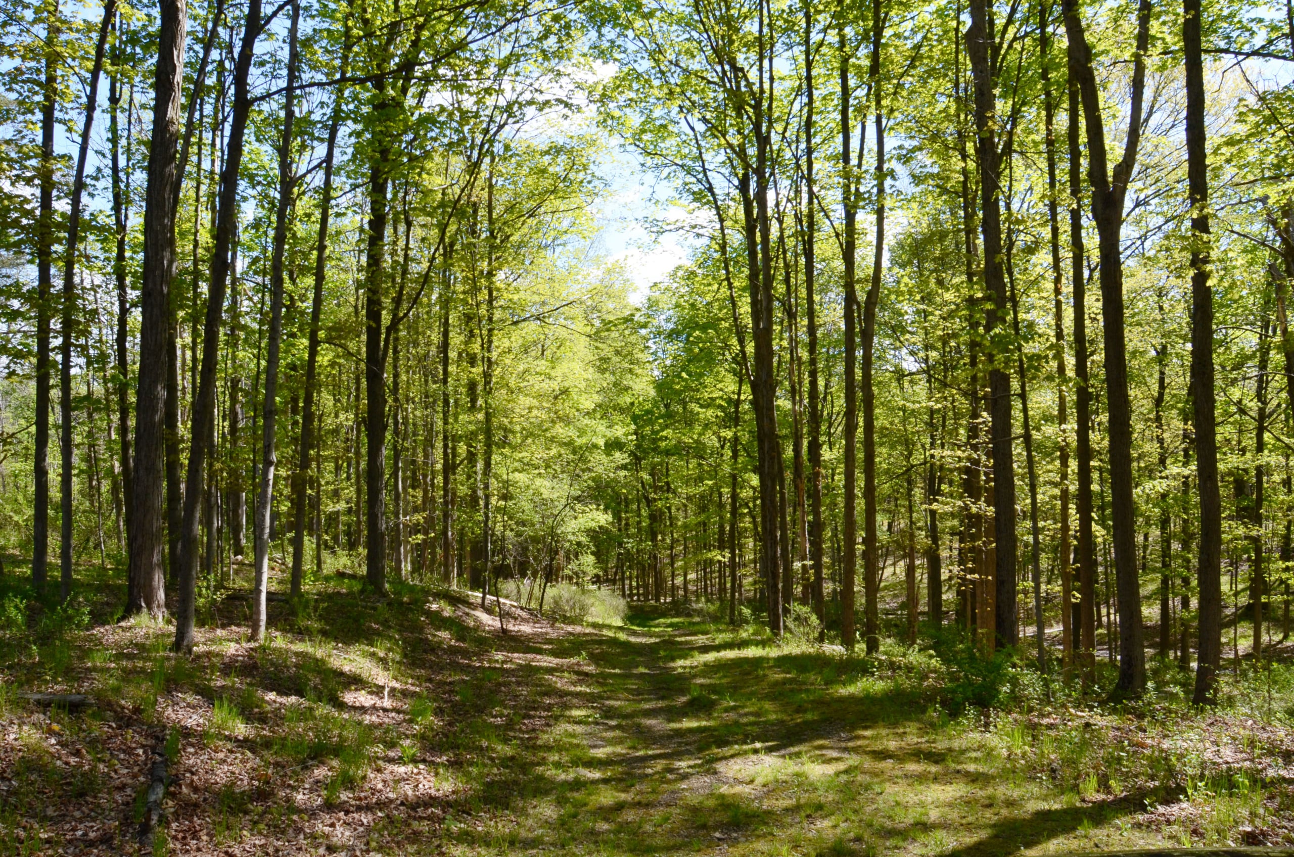 21.path copy 3