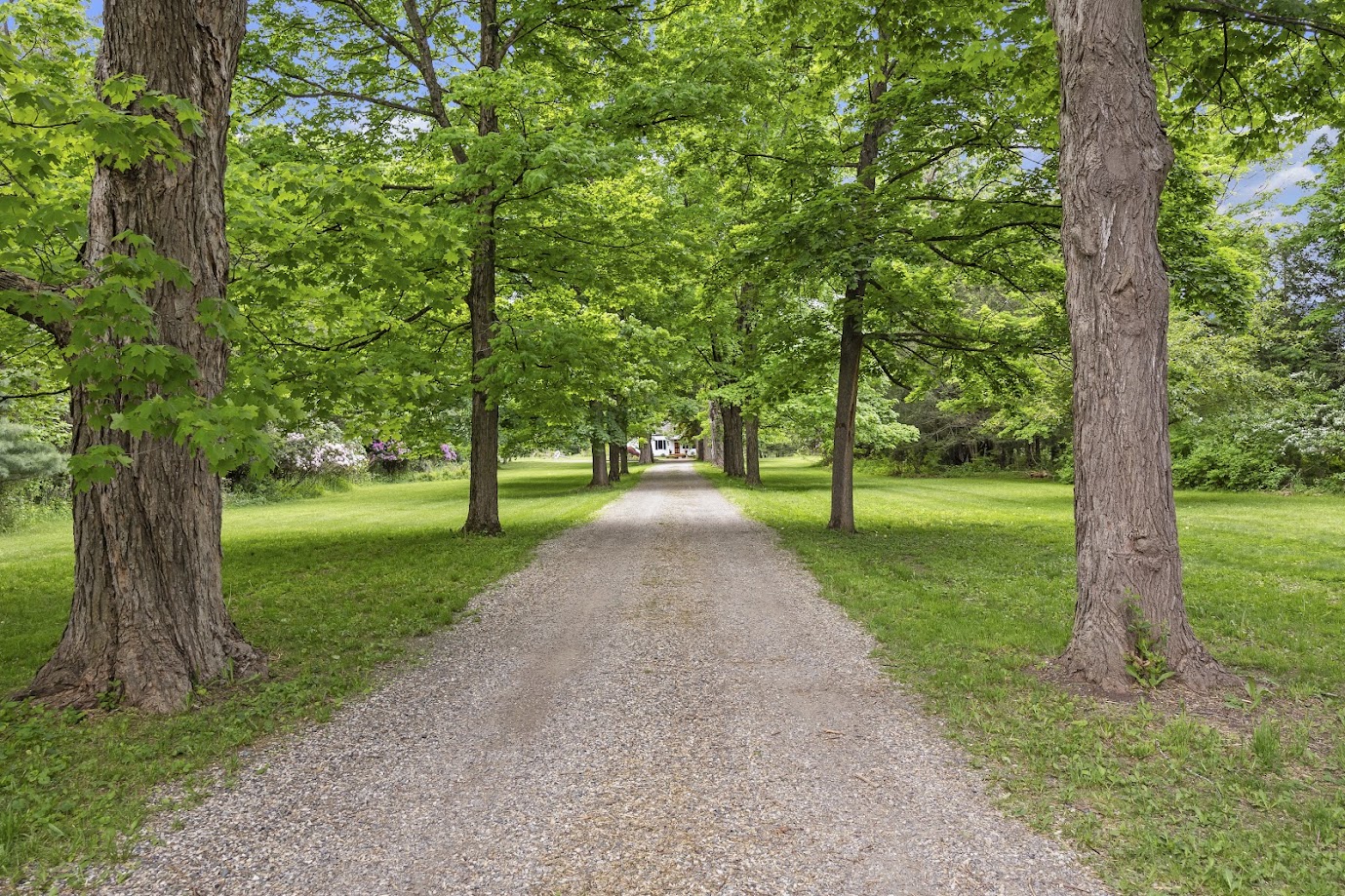 Allee