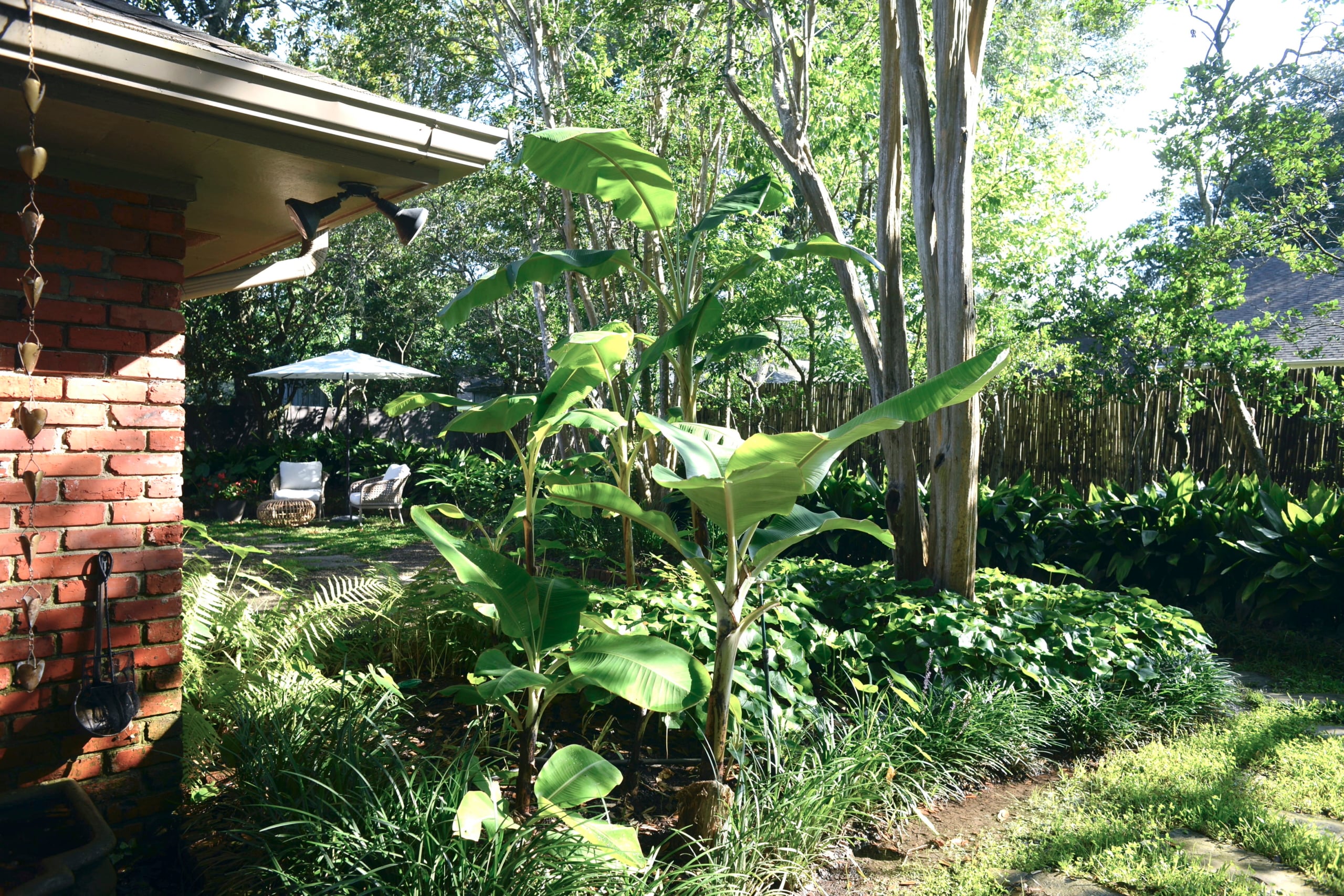 Backyard 1